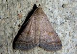 8370 - Bleptina caradrinalis; Bent-winged Owlet