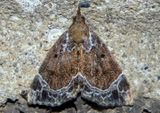 8445 - Hypena abalienalis; White-lined Hypena
