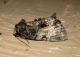 9556 - Chytonix palliatricula; Cloaked Marvel; northern dark form