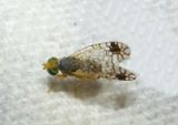 Euarestoides acutangulus; Fruit Fly species