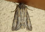 10281 - Polia nugatis; Owlet Moth species
