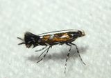 0656 - Parectopa plantaginisella; Leaf Blotch Miner Moth species