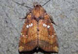 9471 - Papaipema arctivorens; Northern Burdock Borer