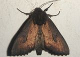 9452 - Macronoctua onusta; Iris Borer