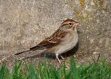 Chipping Sparrow; basic