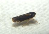 Planicephalus flavocostatus; Leafhopper species