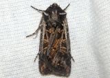 10831 - Euxoa niveilinea; Dart Moth species