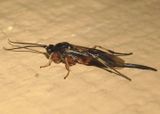 Earinus Braconid Wasp species; female