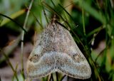 5068 - Pyrausta unifascialis; One-banded Pyrausta