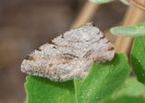 6288 - Macaria quadrilinearia; Geometrid Moth species