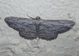 6577 - Iridopsis obliquaria; Oblique Looper Moth