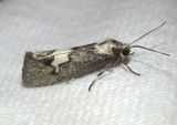 8063 - Cisthene deserta; Lichen Moth species