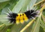 8214 - Lophocampa maculata; Spotted Tussock Moth caterpillar