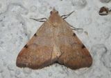 8472 - Hemeroplanis historialis; Owlet Moth species