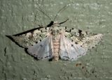 9296 - Bryolymnia viridata; Noctuid Moth species