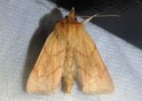10607 - Zosteropoda hirtipes; V-lined Quaker Moth