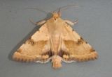 11072 - Heliothis phloxiphaga; Darker-spotted Straw Moth