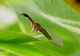 Agulla Snakefly species; male