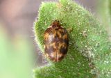 Anthrenus Carpet Beetle species 