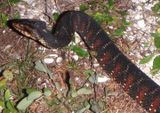Banded Watersnake