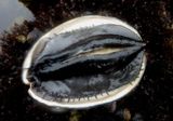 Black Abalone 