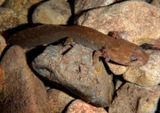 California Giant Salamander; juvenile