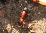 Camponotus Carpenter Ant species