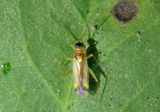 Campyloneura virgula; Plant Bug species