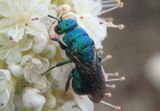 Chrysidinae Cuckoo Wasp species