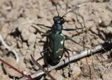 Cicindela longilabris perviridis; Boreal Long-lipped Tiger Beetle 