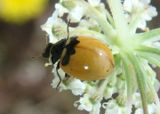Coccinella trifasciata subversa; Pacific Three-banded Lady Beetle