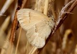 Coenonympha tullia california; California Ringlet