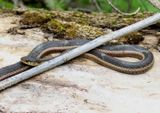 Common Garter Snake 