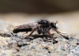 Cyrtopogon Robber Fly species