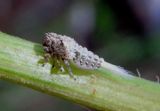 Danepteryx Tropiduchid Planthopper species nymph
