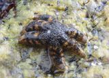Drab Six-armed Sea Star 