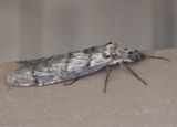 Dysmicohermes disjunctus; Fishfly species