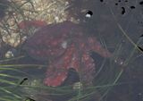 Eastern Pacific Red Octopus 