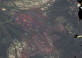 Eastern Pacific Red Octopus 