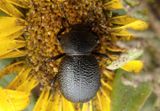 Eleodes cordata; Darkling Beetle species 