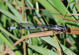 Enallagma boreale/annexum complex; Boreal/Northern Bluet; young male