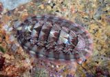 Flame-lined Chiton 