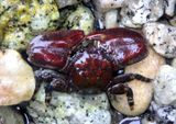 Flat Porcelain Crab