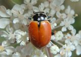 Hippodamia lunatomaculata; Crescent Lady Beetle