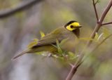 Hooded Warbler; male