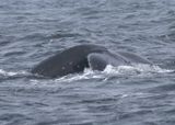 Humpback Whale; juvenile 