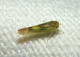 Kybos Leafhopper species