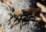 Laphria astur; Bee-like Robber Fly species