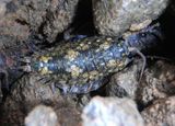 Ligia pallasii; Sea Slater species 