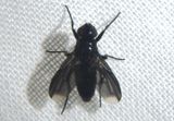 Melanophora roralis; Woodlouse Fly species; exotic